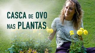 O MELHOR ADUBO para PLANTAS com CASCA de OVO