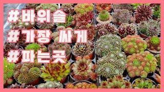 @바위솔 전국에서 가장 싸게 파는곳