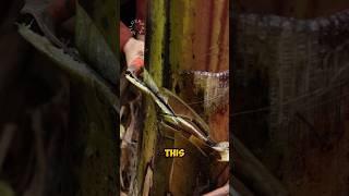 Banana Tree Turns Into Meat Dish #shorts