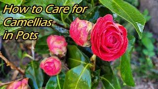 How to Grow and Care for Camellias in Pots | Potted Camellias Planting tips (如何种植和养护盆栽山茶花)