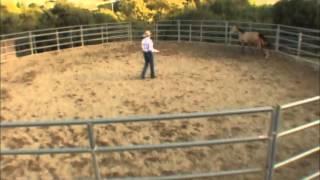 How to start round penning a young horse with Charles Wilhelm