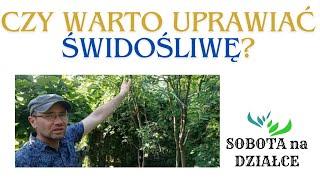 Czy warto uprawiać świdośliwę?