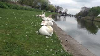 First Swanwatch VLog mute swan gathering point Middlewich Cheshire