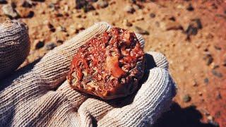 Wilderness Exploration | Gobi treasure hunt, what kind of treasure is this?