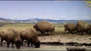 Natural History Museum: North American and African Mannal Halls (Los Angeles, CA)