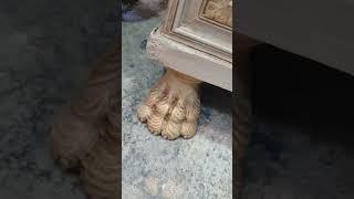 #pandora #box #rescolibycarlo #frenchic #beautiful #makeover #furniture #painting #character