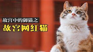 来看看故宫网红猫吧！