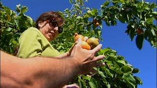 Urban Harvest: The Movement to Salvage City Fruit