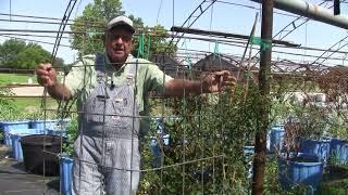 Tomato Cages That Fit, Ep 170