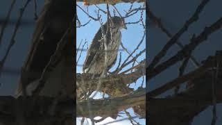 Cooper's hawk surveying the land at the Corrales Bosque