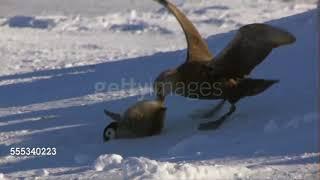 Giant Petrels hunting their favourite food: emperor penguin chicks