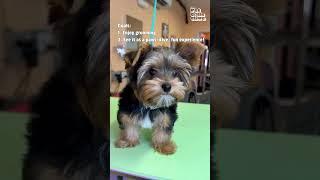 Adorably Sassy Yorkie Gets Amazing Grooming Transformation! #Dogs #Shorts