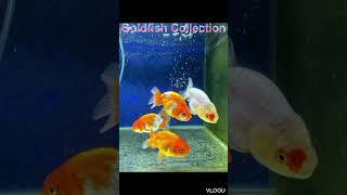 Goldfish Collection