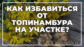 Как избавиться от топинамбура на участке? | toNature.Info