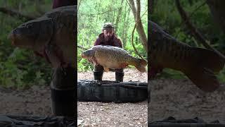 Just WOW  -  40LB mirror carp from Horcott Lakes. #carpfishing #carpfishinguk