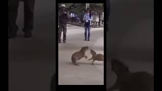 Mamibara interrumpe pelea de bebebaras#capibara #capybara #carpincho