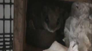 Pet Spotlight: Wakanda