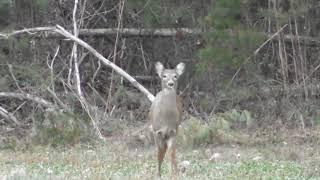 WARNING: Graphic!!! Another deer down with 308 rifle. Short version