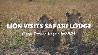 Lion Visits Kidepo Savanna Lodge Cafeteria