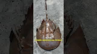 Horseshoe Crab | The Living Fossil