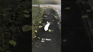 This guy’s pet bunny is so smart 