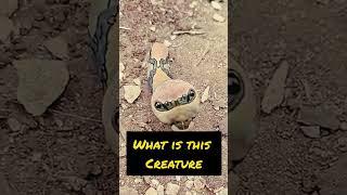 #creature #strange #viral #dubai #wildlife #jungle #desert  #shorts