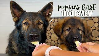 Dog Reviews Food With New Baby Puppy