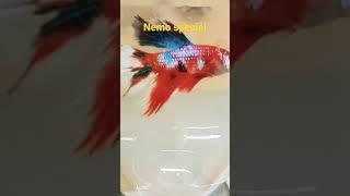 Nemo special • Training betta | Chennai RR Aquarium