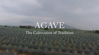 AGAVE: The Cultivation of Tradition