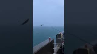 Brighton merina village fishing | Kobir bhi fishing brighton