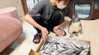 大量のアジが届いて大興奮するペンギン