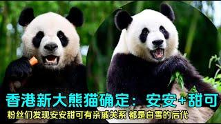 9月26日大熊猫甜可、安安两只大熊猫赴港，粉丝质疑两熊是亲戚#panda  #香港大熊猫 #大熊猫盈盈 #大熊猫安安 #大熊猫甜可