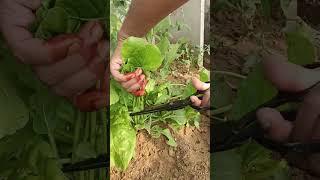 Fresh and warmi compost used Spinach  harvest