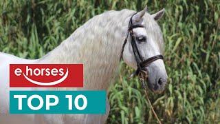 Top Ten PRE Horses (Pura Raza Espanola)