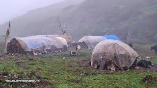 Himalayan Village Life | The Yak Farm | Dolpa | Nepal | Milking in the Yak Farm | Real Nepali Life |