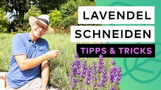 Lavendel schneiden - Tipps & Tricks