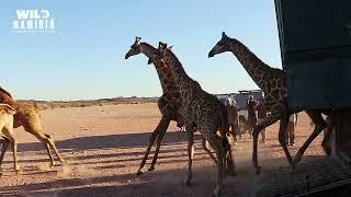 Trailer E04  GIRAFFE CONSERVATION: Watch a thrilling adventure darting and relocating Giraffe !