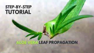 Aloe vera Leaf Propagation: A Step-By-Step Guide