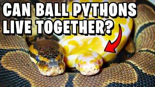 Can Ball Pythons Live Together?