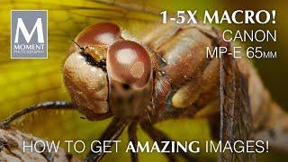 MACRO photography with the Canon MP-E 65mm 1-5x macro lens - lens review