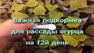 Важная подкормка рассады огурца на 12й день #землядел #farming #огород