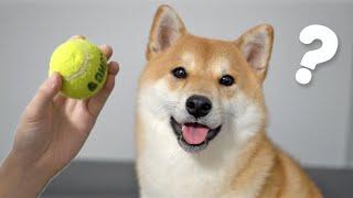 Shiba Inu Dog Reaction To Magic Tricks