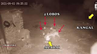 4 lobos atacan ferozmente a un AIabai  / El alabai no pudo hacer nada y lamentablemente fue la cena