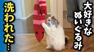 Here's how cats react when their favorite stuffed animals are washed [Cat speaking in Kansai dial...