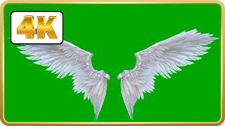 Angel wings in green screen Video Loops HD 4K | Free download