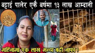 बट्टाई पालेर एकै बर्षमा १३ लाख आम्दानी गर्न सफल दम्पति  - Quail farming in Nepal - How to earn money