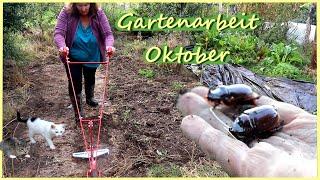 Gartenarbeit Oktober / Gründüngung aussäen / Katzen / Enten / Hühner