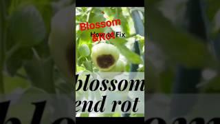 Blossom & Rot #viral #farmer #india #agriculture #farmerprotest #vegetables #subscribers #folowers