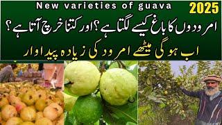 Amrood ka Bagh kaisy Lagta Hai? or Kitna Kharcha Ata Hai? | New Varieties of Guava in Pakistan