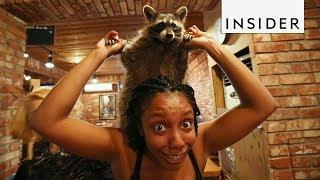 Raccoon Café in South Korea